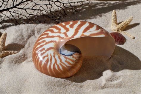 nautilus seashells for sale.